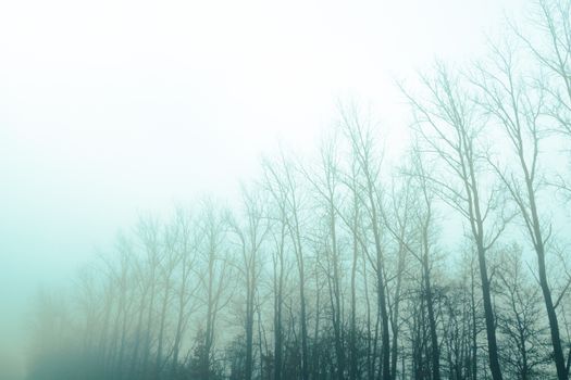 A serene and misty forest scene with tall bare trees enveloped in fog, creating an ethereal atmosphere.