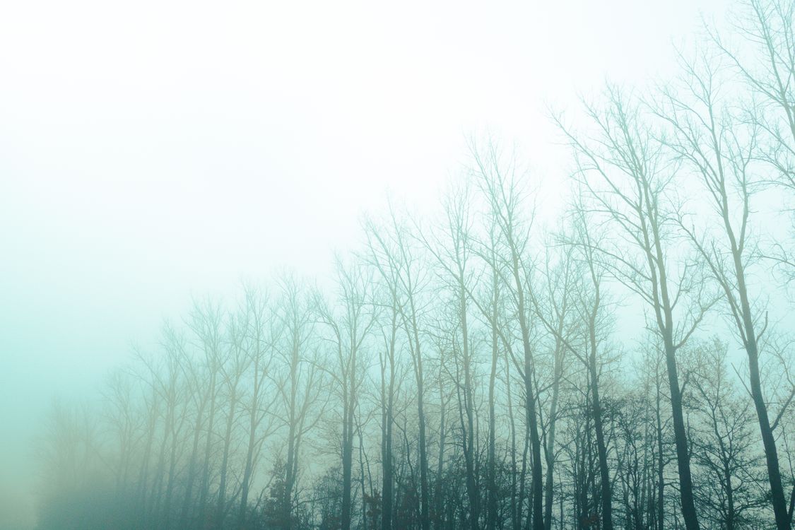 Mysterious Foggy Forest with Tall Trees · Free Stock Photo