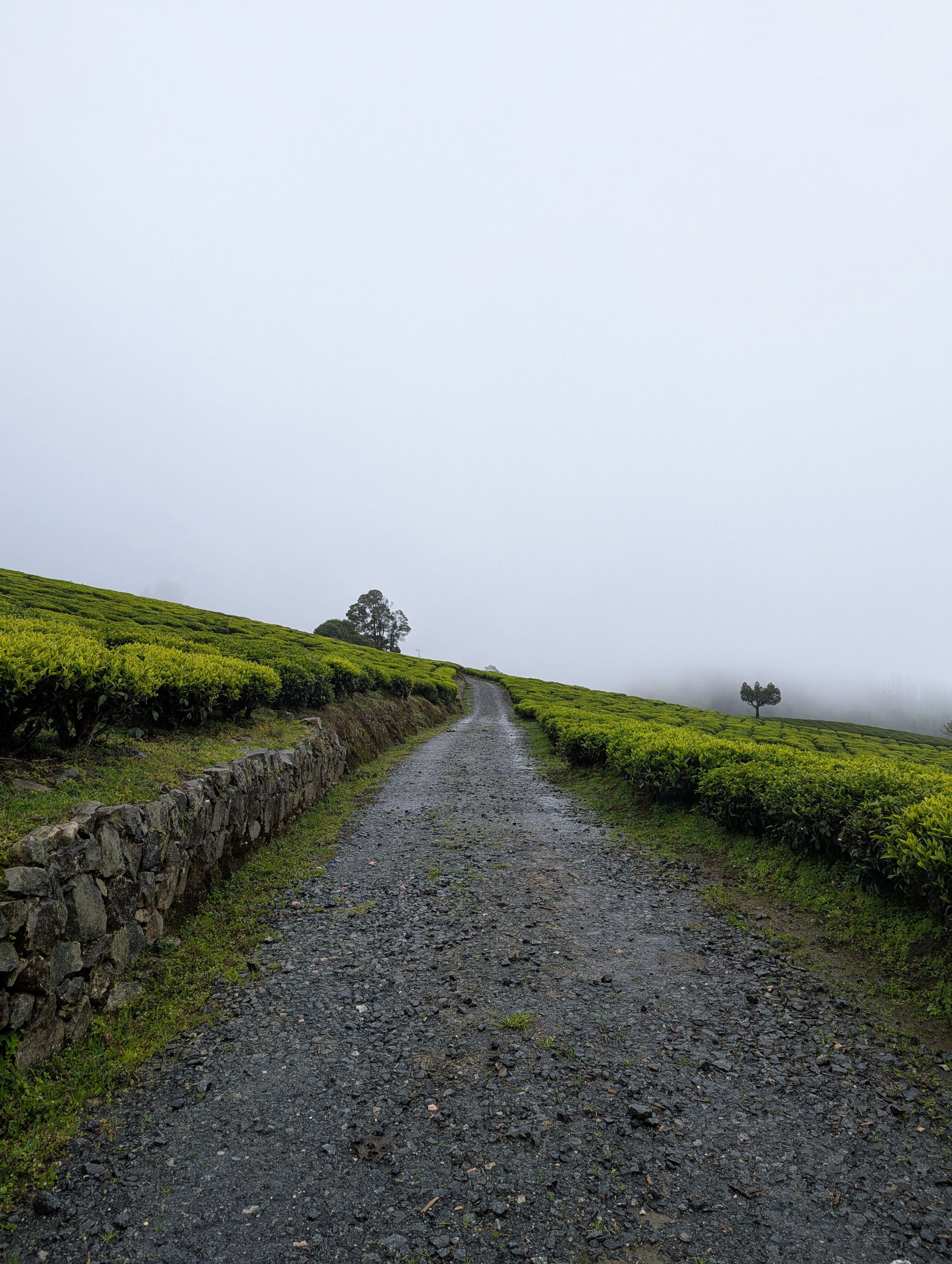 Foggy Pathway Through Lush Tea Plantation · Free Stock Photo