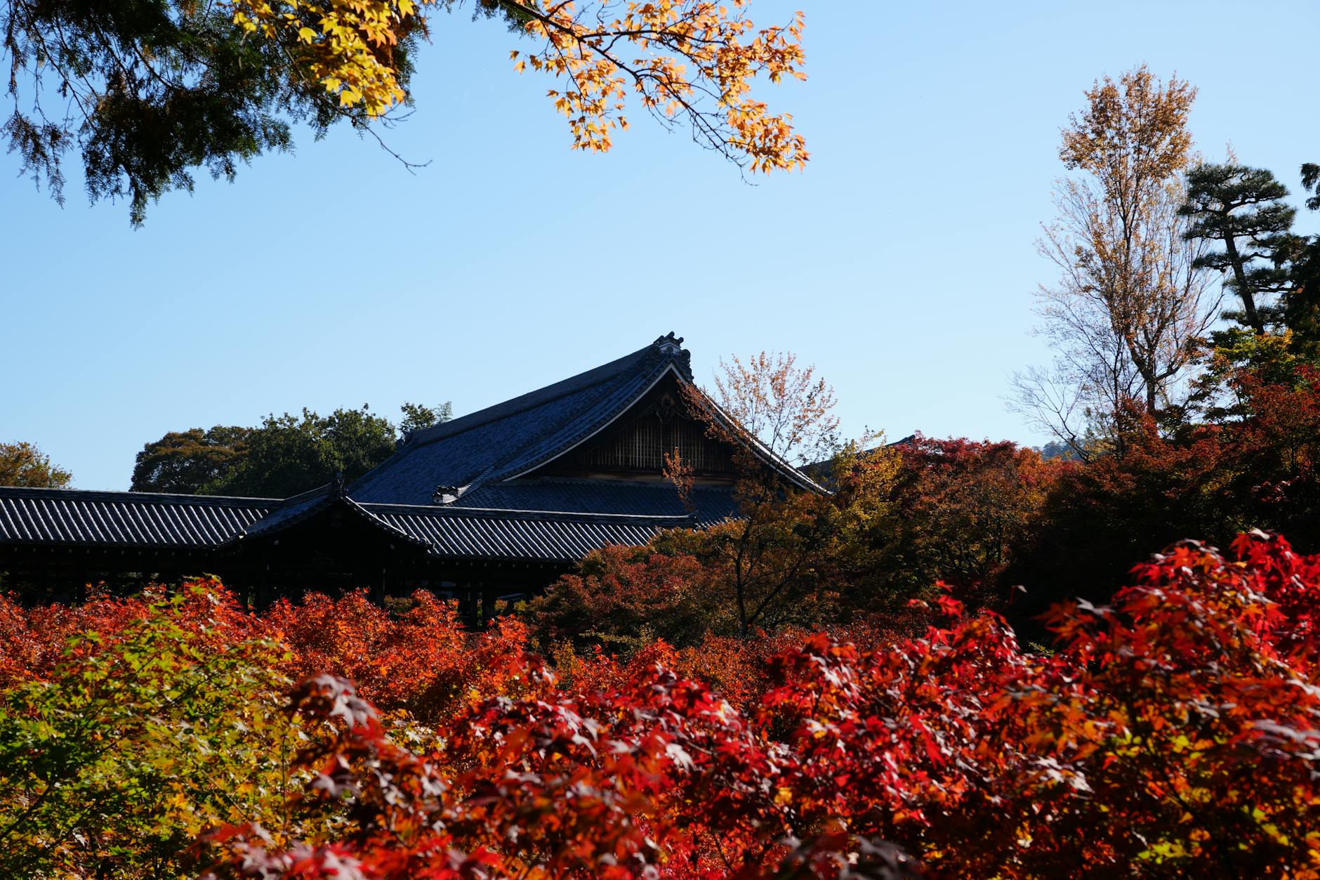 Free stock photo of 2025, autumn, fall