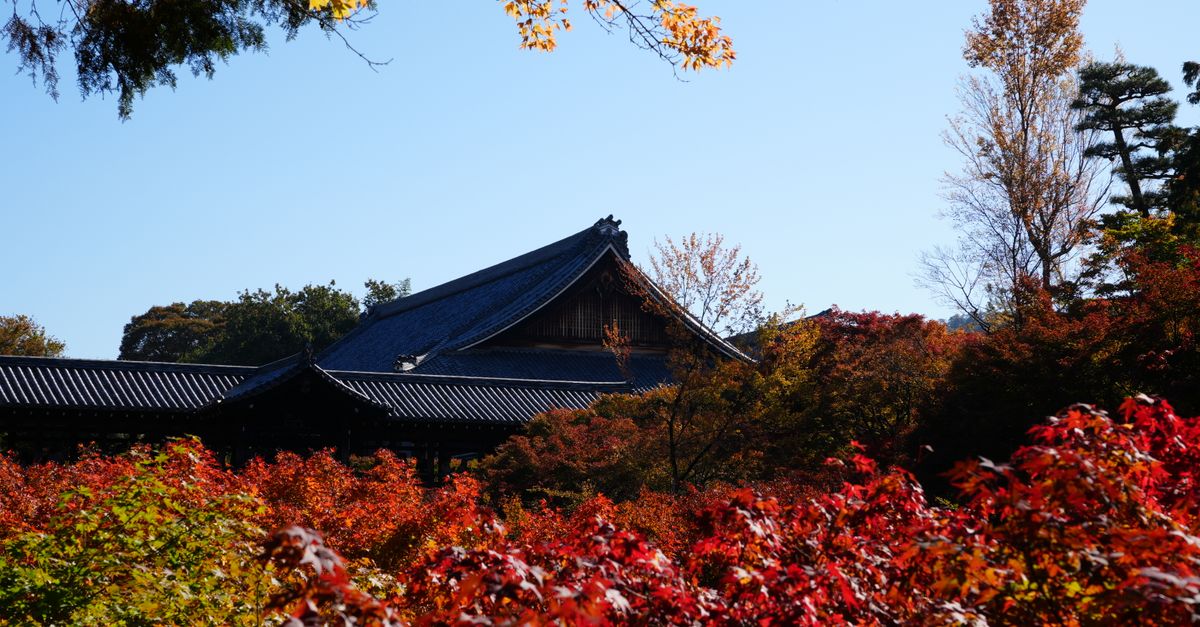 Red maples over the temple grounds at Tofuku-ji in Kyoto in late autumn