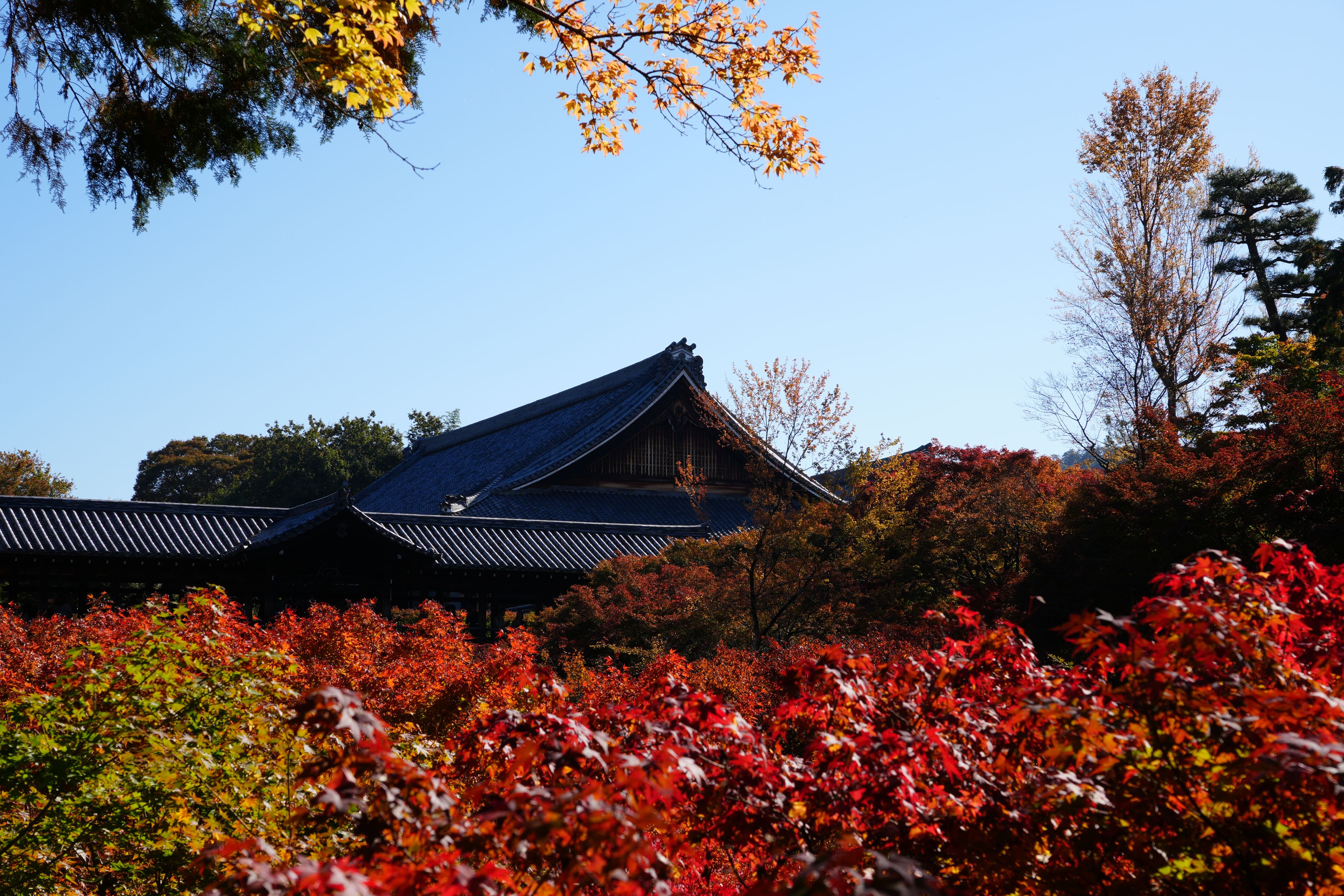 Crimson maple ravine at Tofuku-ji Temple, Kyoto, during autumn foliage season