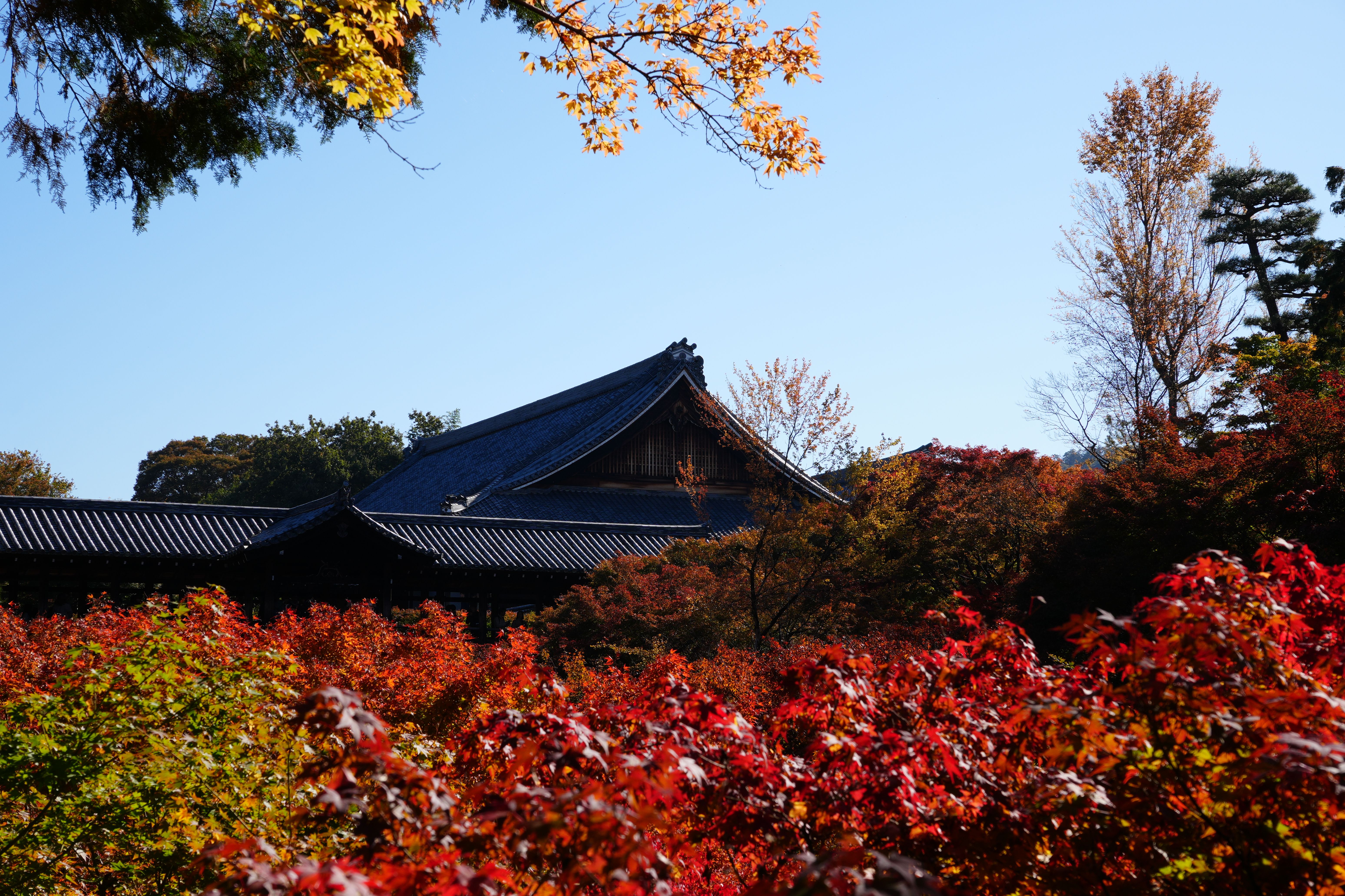 Autumn Foliage at Tōfuku-ji Temple in Kyoto · Free Stock Photo