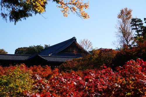 Free Stunning autumn view of Tōfuku-ji Temple with vibrant fall foliage in Kyoto, Japan. Stock Photo
