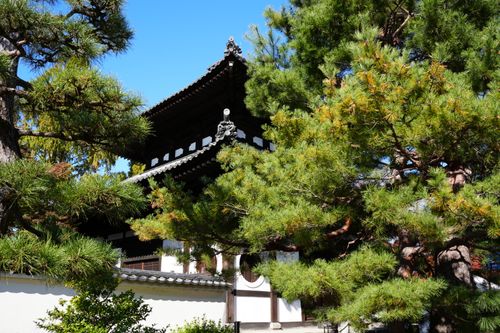 Free Beautiful Tōfuku-ji Temple surrounded by lush pine trees on a sunny day in Kyoto, Japan. Stock Photo