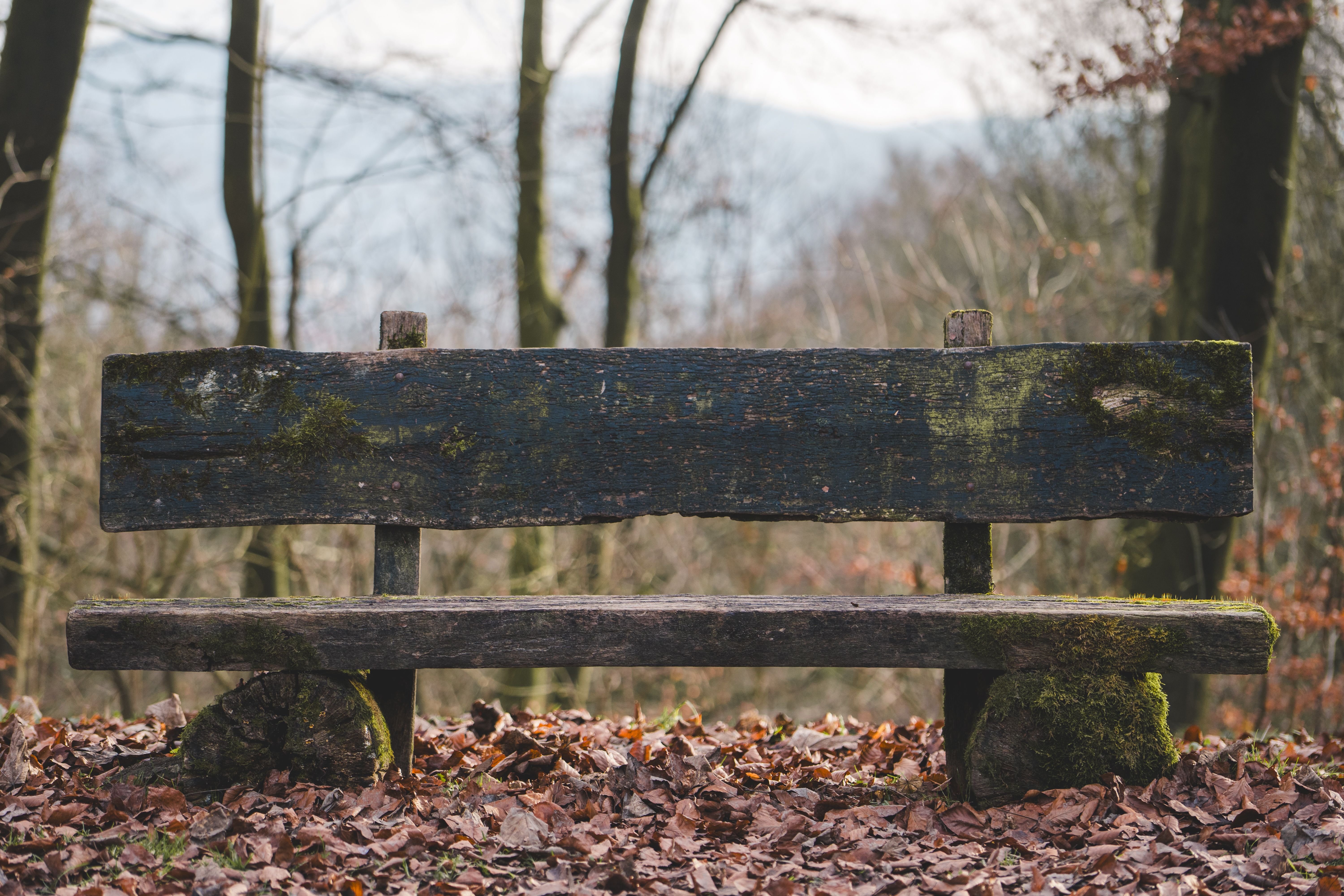 The ultimate outdoor workout: all you need is a park bench — Photo by Oliver Schröder on Pexels