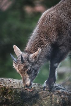 Close-up of a young Alpine Ibex feeding on a rock, showcasing its natural habitat and behavior.