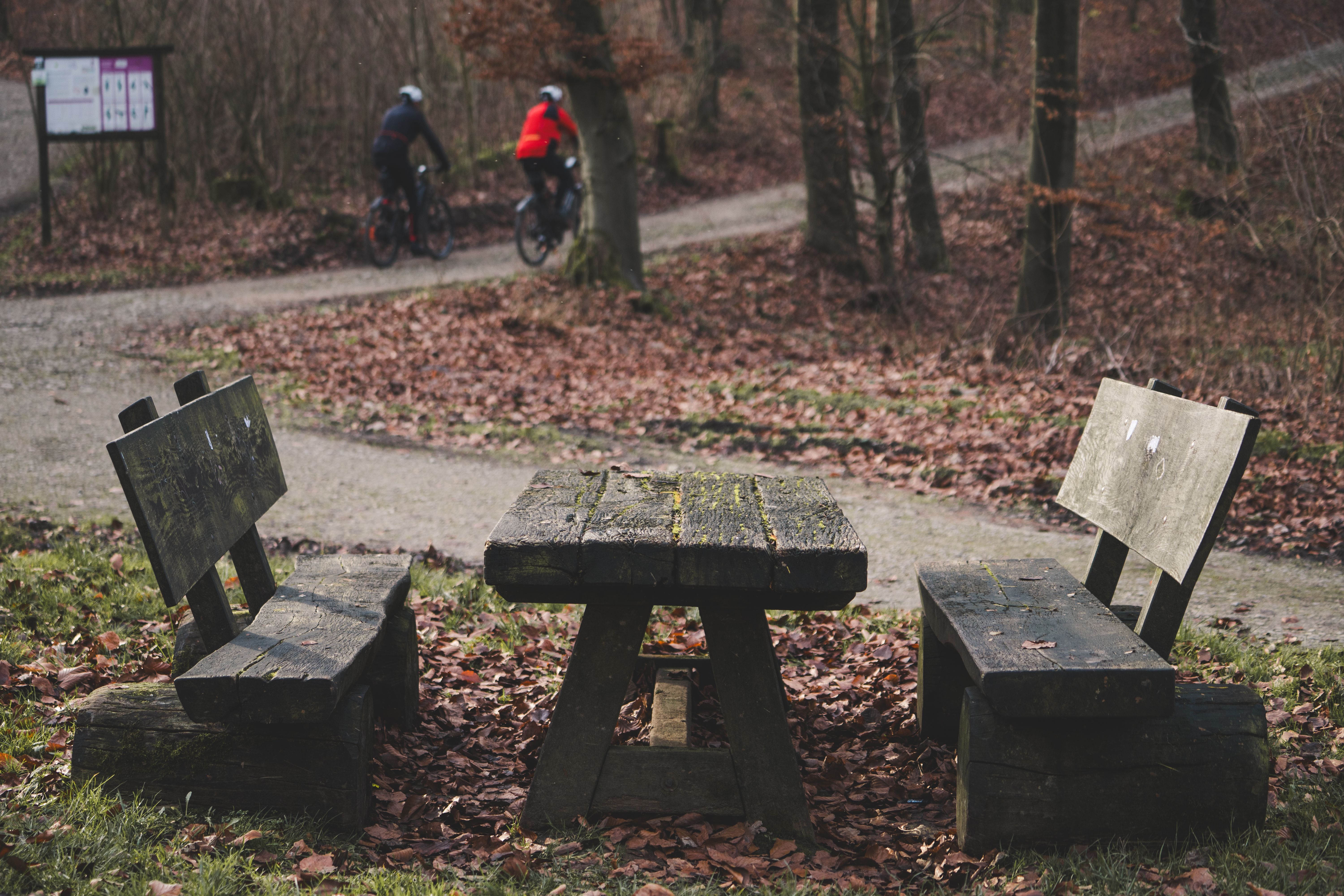 Cycle path through beech woodland on the Utrechtse Heuvelrug ridge