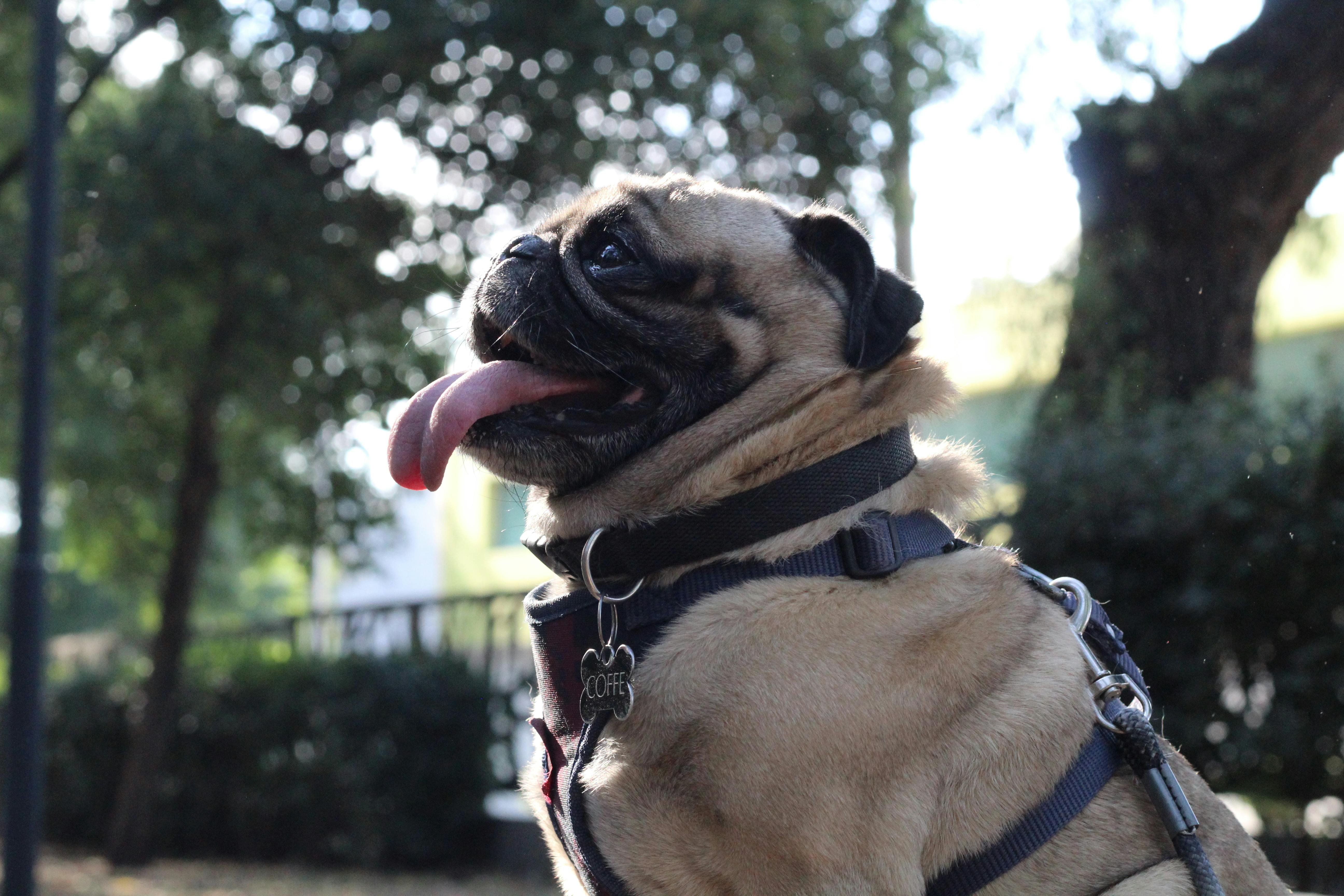 Pet Project: Heat safety tips for pets — Photo by Perro Cacahuate on Pexels