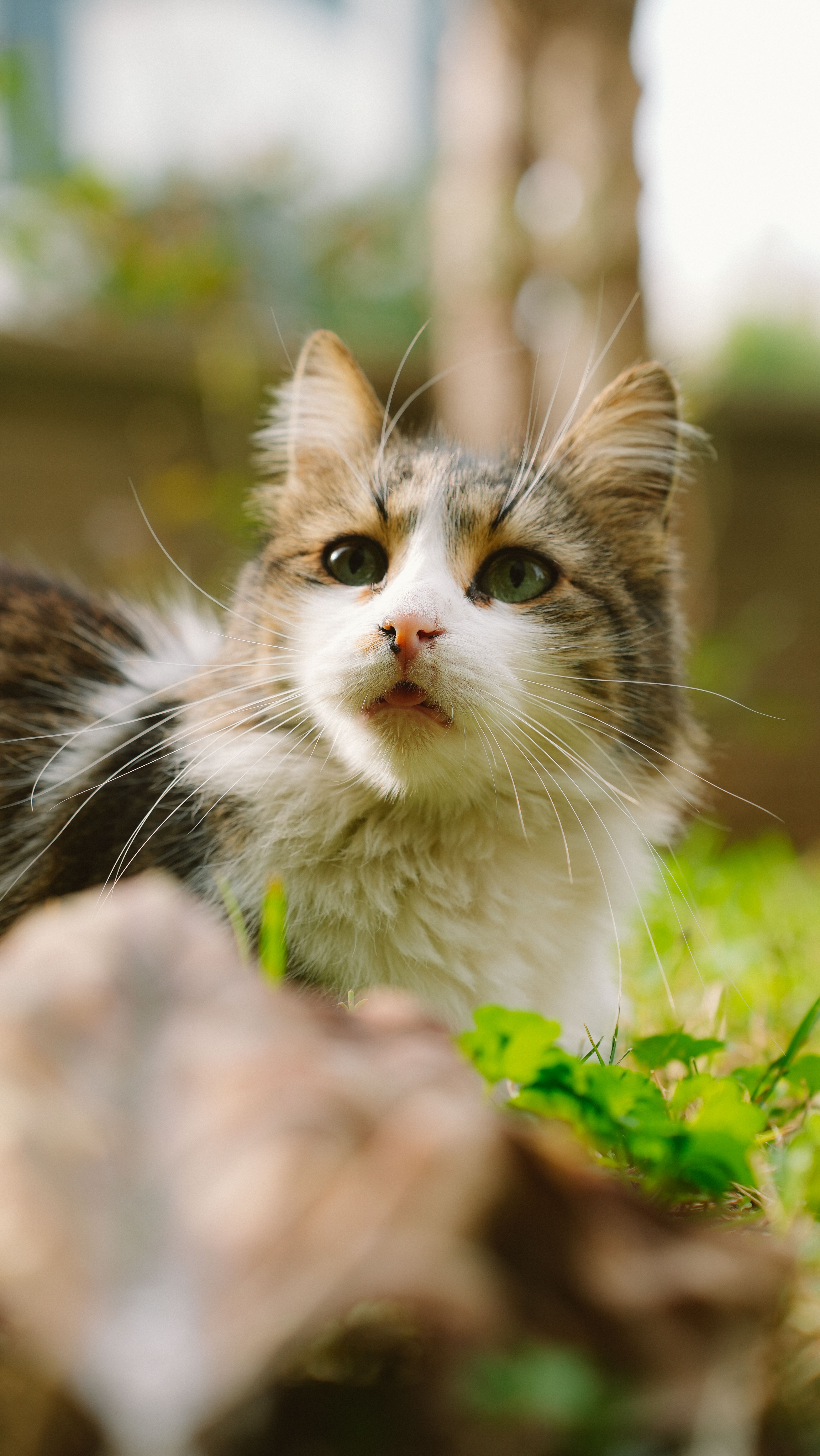 Close-Up Portrait of a Fluffy Cat in Nature · Free Stock Photo