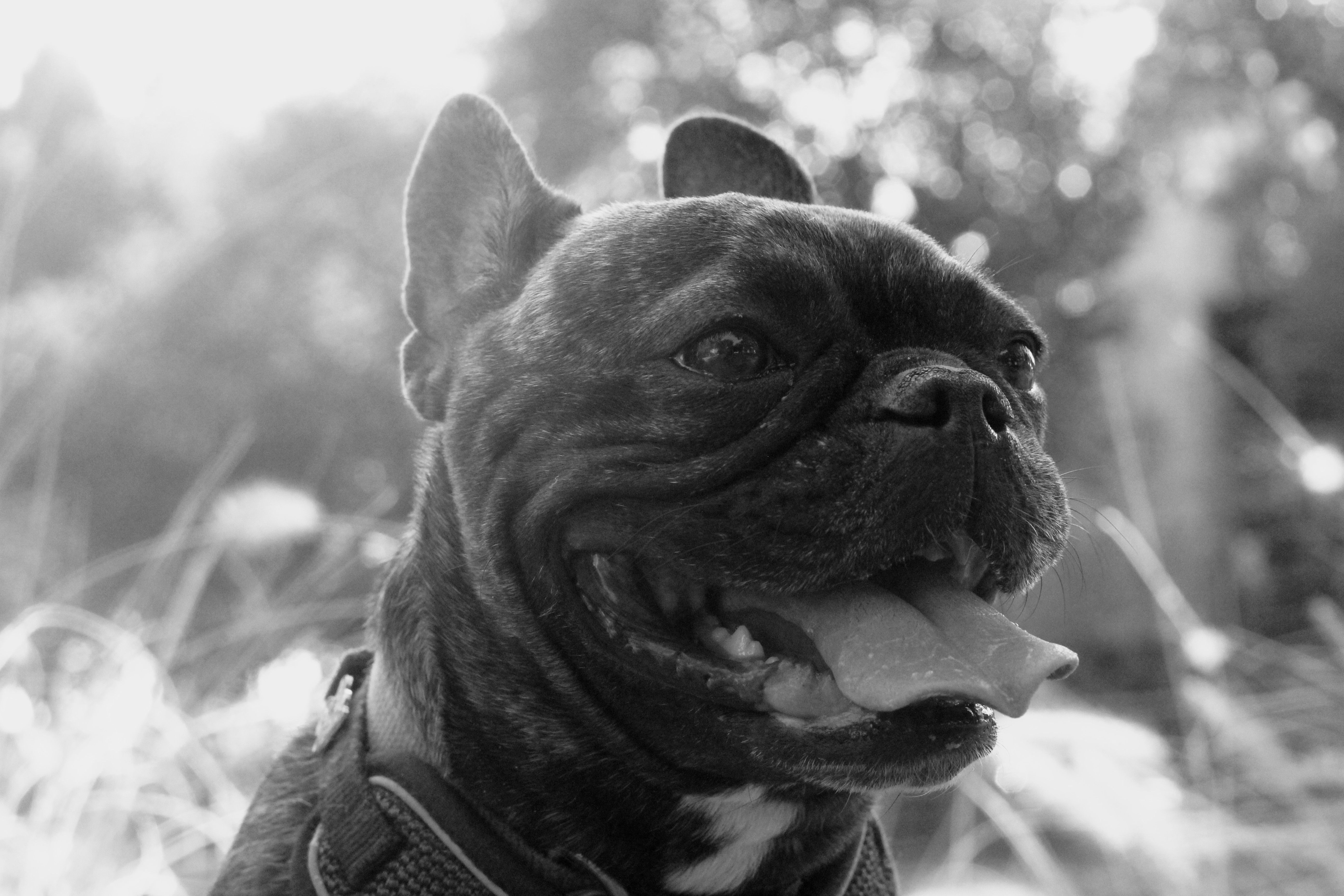 A happy French Bulldog enjoying an outdoor day in a sunlit park.