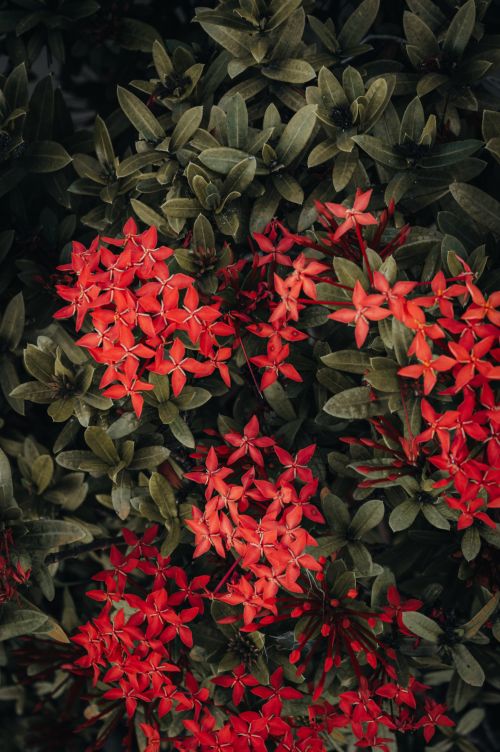 Free Top-down view of vivid red Ixora flowers contrasting with lush green foliage, offering natural beauty. Stock Photo