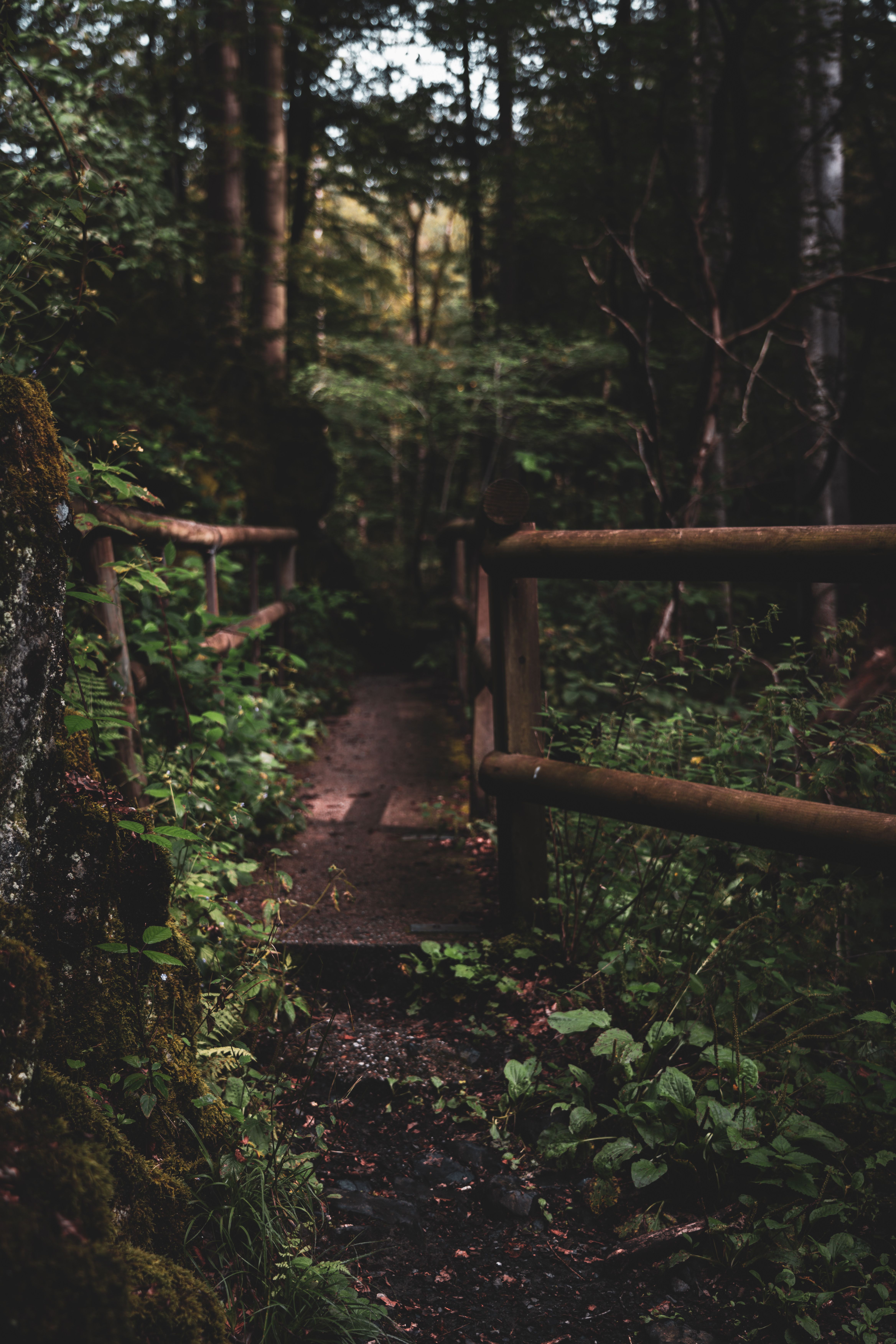 Rustic Forest Pathway with Wooden Bridge · Free Stock Photo