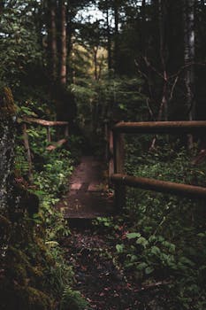 Explore a serene forest trail with a rustic wooden bridge, surrounded by lush greenery.