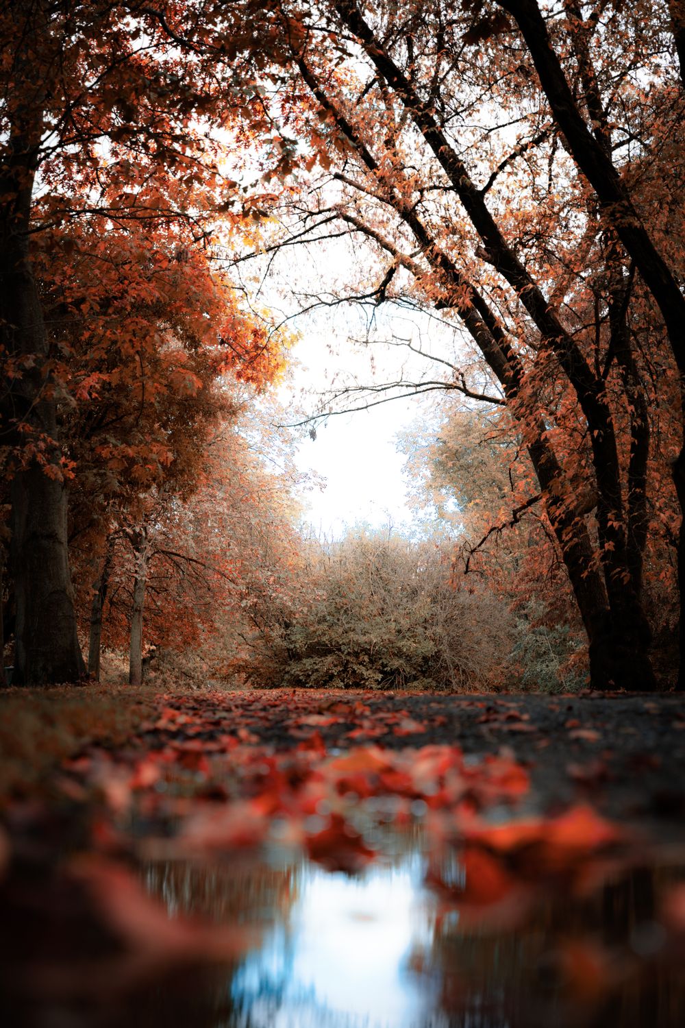 Serene Autumn Pathway with Vibrant Foliage · Free Stock Photo