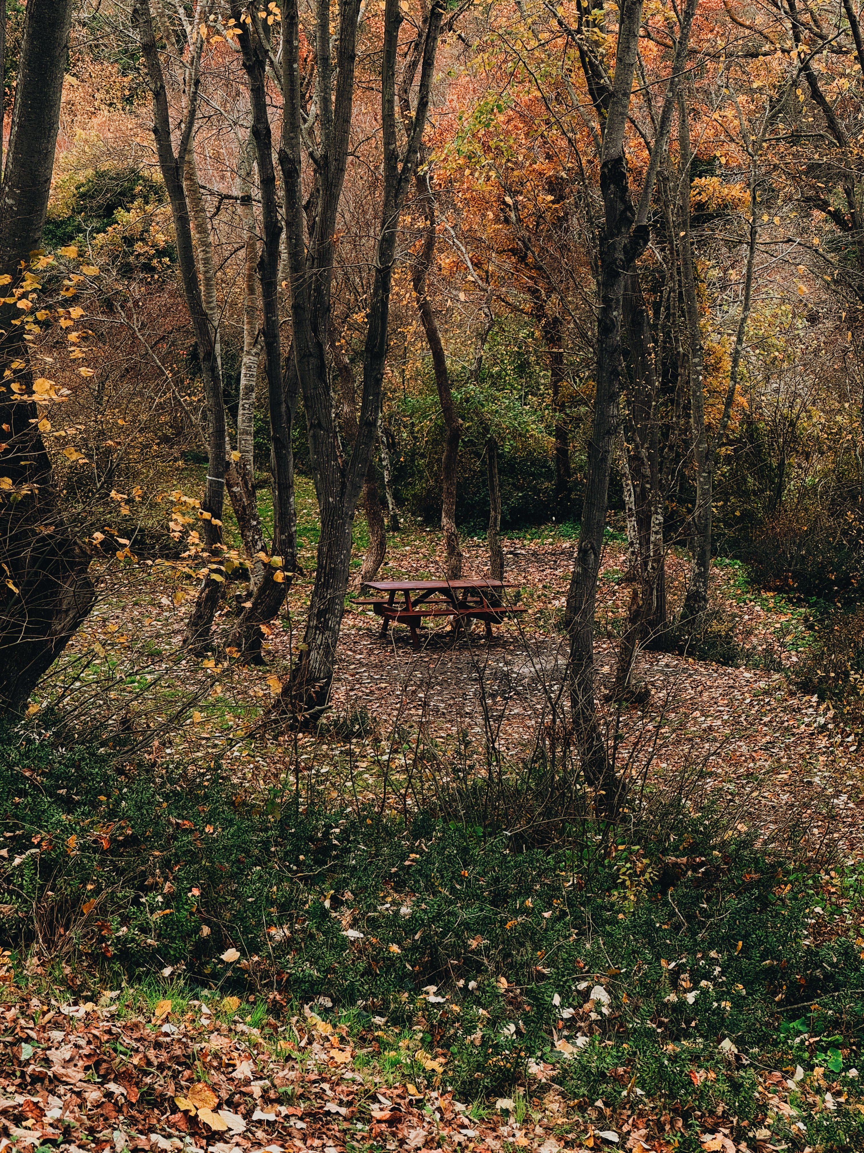 Serene Autumn Picnic Area in İstanbul Forest · Free Stock Photo
