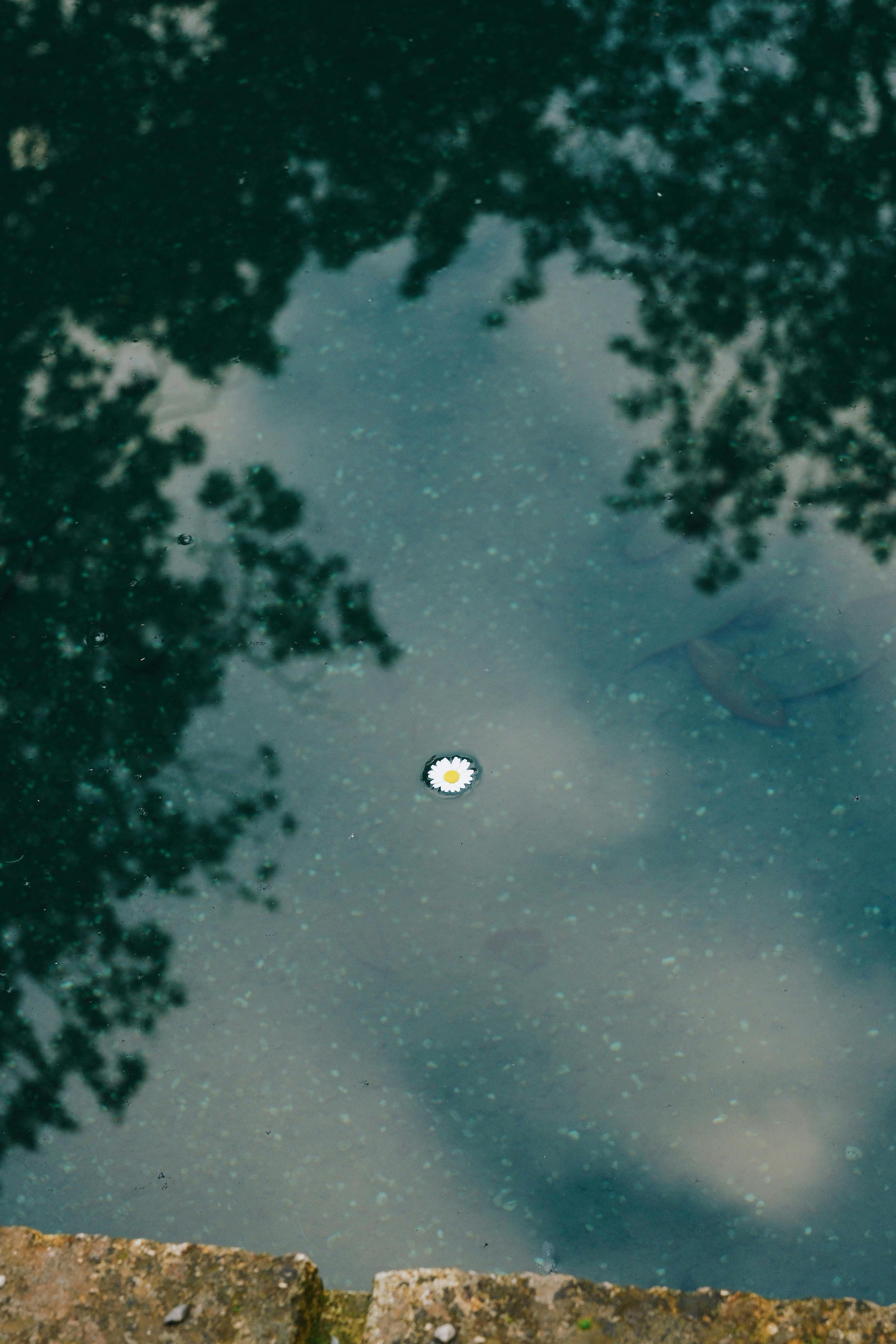 Gratuit O singură margaretă plutește pe o apă calmă, reflectând cerul și copacii. Fotografie de stoc