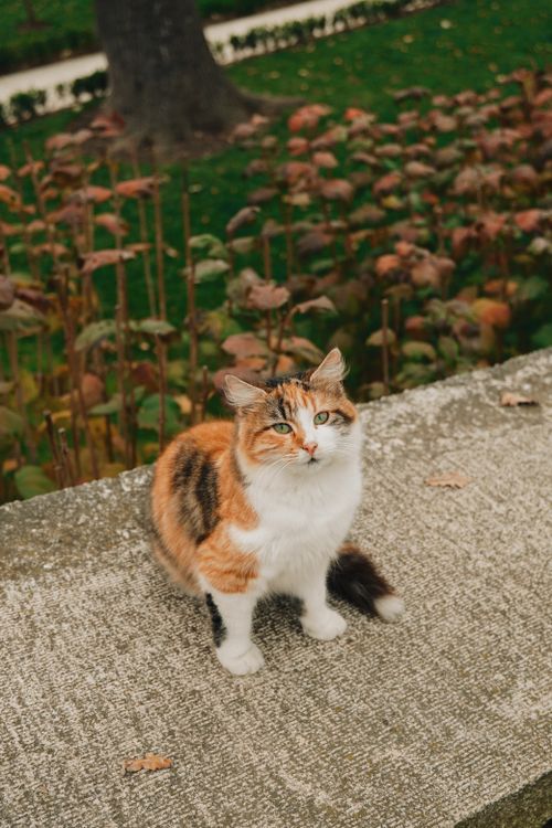 Free Charming calico cat sitting on a stone ledge in a peaceful fall garden. Stock Photo