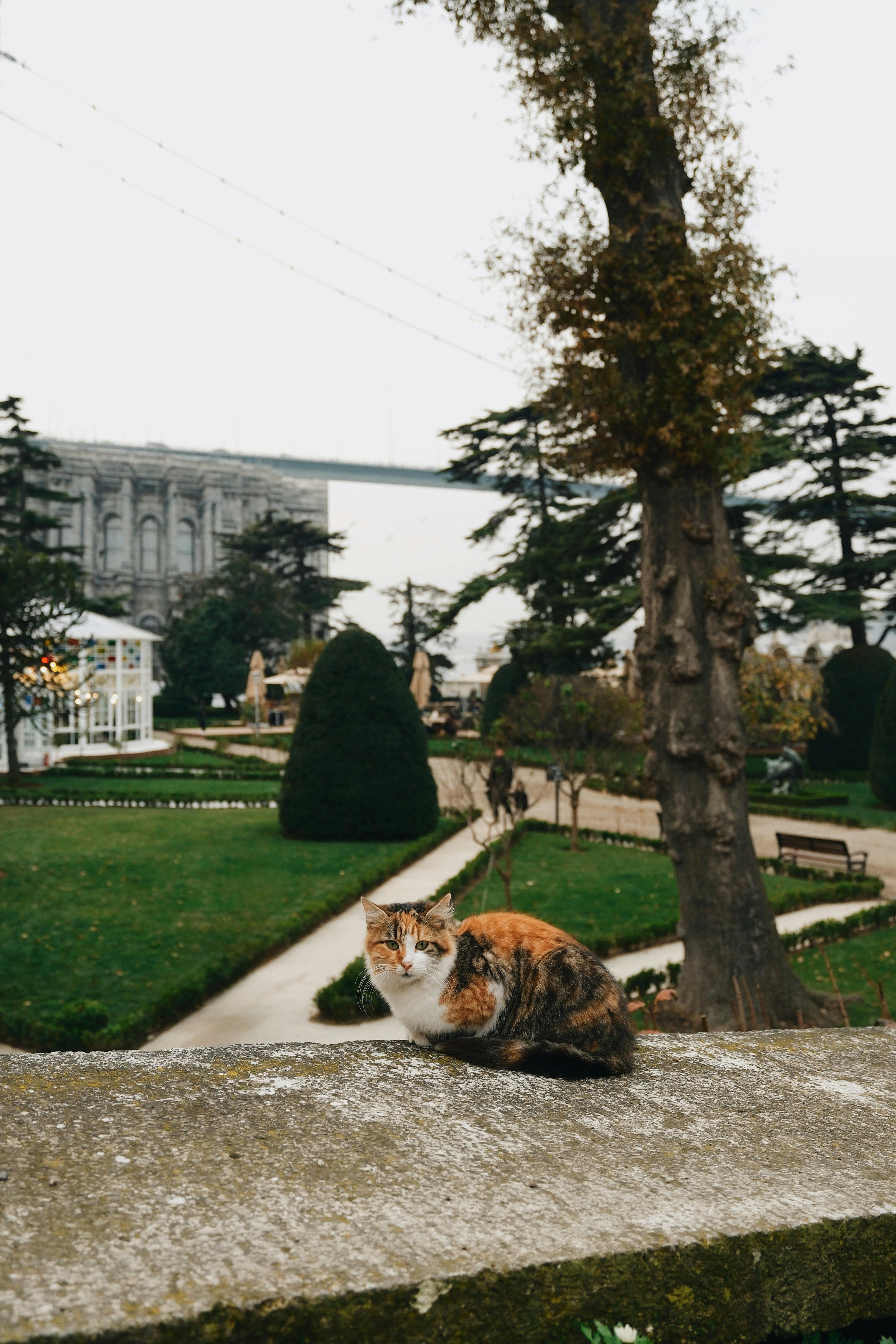 grátis Uma cena serena de jardim em Istambul, com um gato relaxado sobre um muro de pedra. Foto profissional