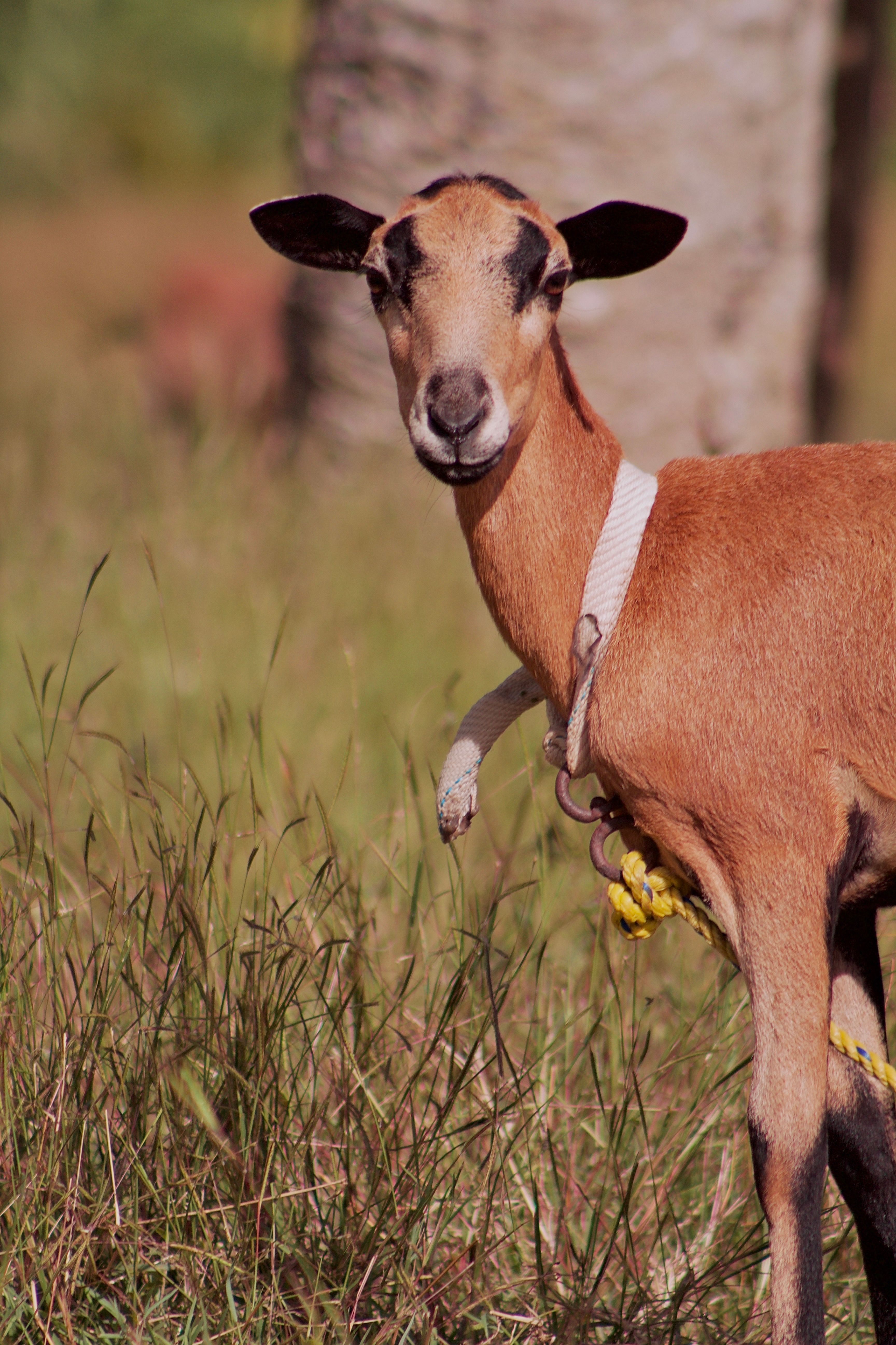 A Goat With A Rope Arounds Its Neck · Free Stock Photo