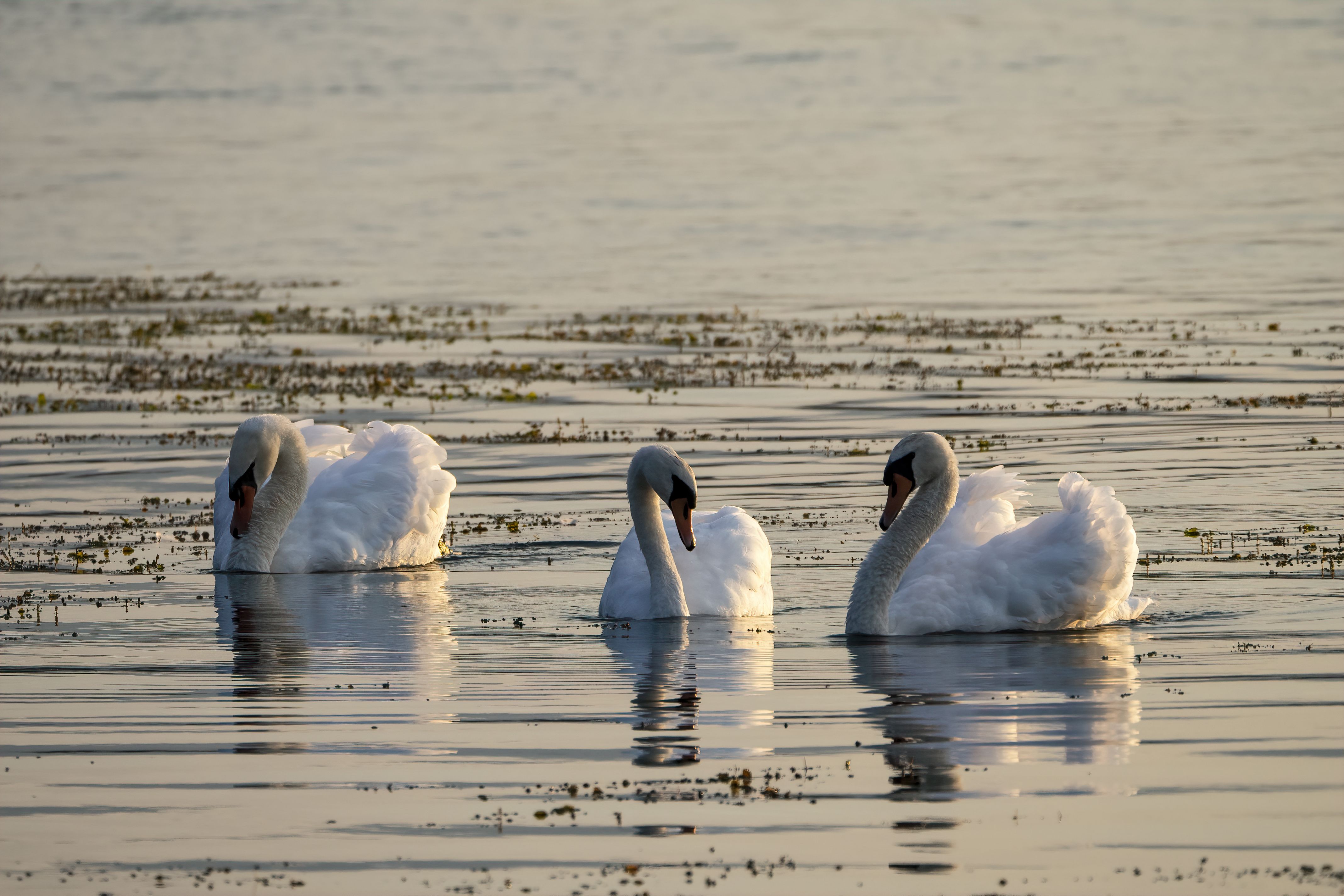Serene Scene of Swans on Tranquil Lake · Free Stock Photo