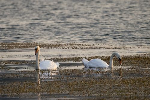Free Two majestic swans gracefully swimming on a tranquil lake during daylight. Stock Photo