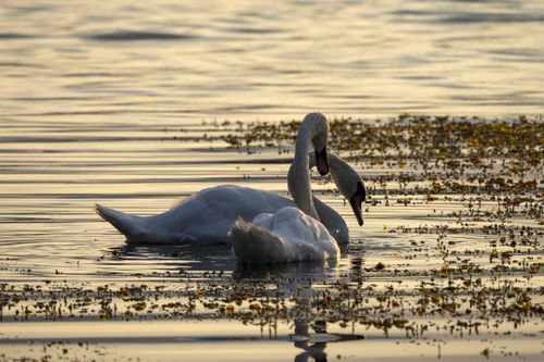 Free A peaceful pair of swans elegantly float in golden sunset waters, surrounded by gentle ripples. Stock Photo