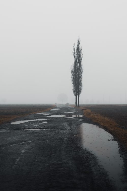 Free A solitary tree stands by a wet road in a foggy rural setting, evoking feelings of isolation and calm. Stock Photo