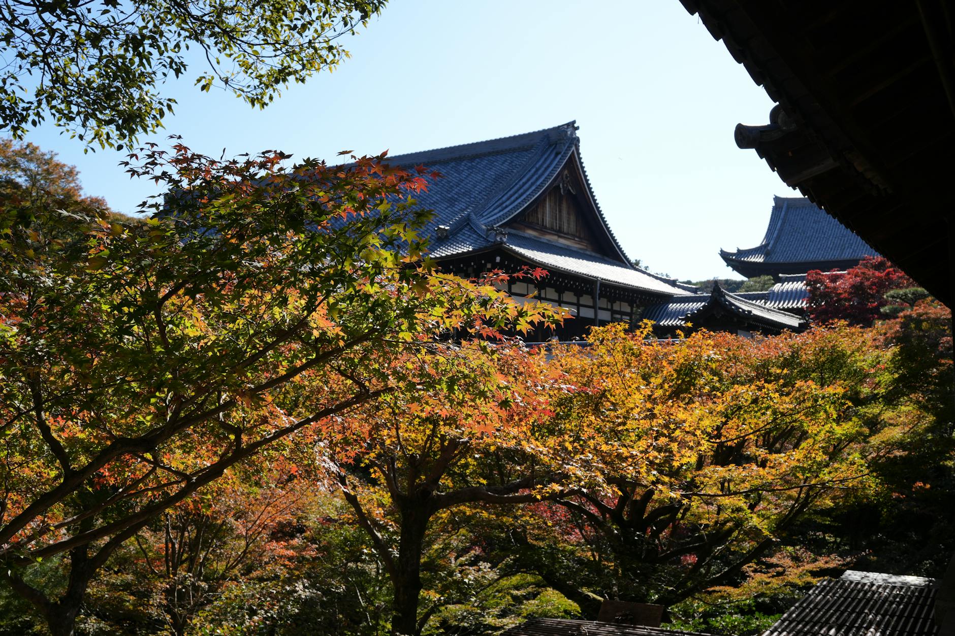 Free stock photo of 2025, autumn, beautiful