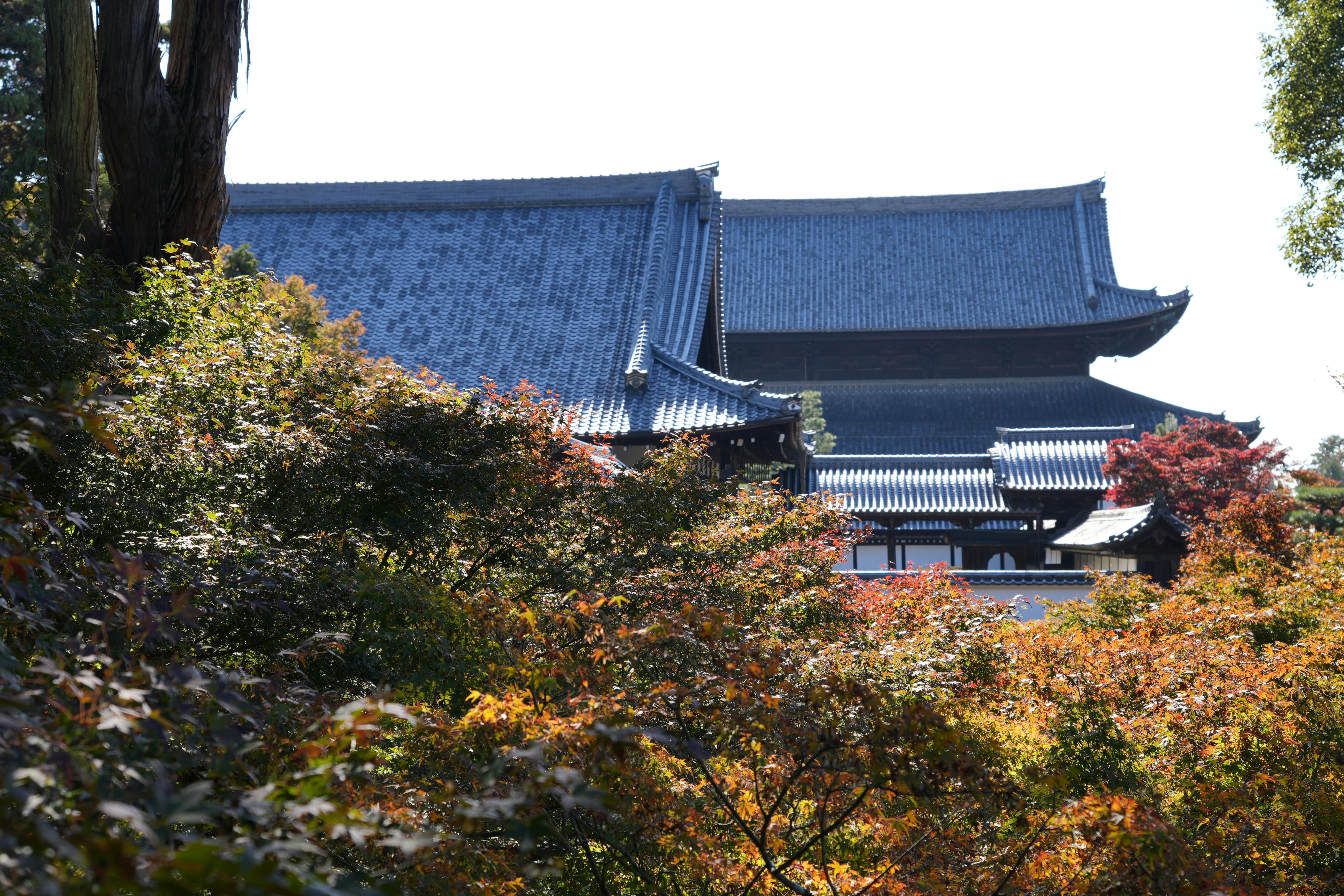 Capture of a Kyoto temple amidst colorful autumn leaves, highlighting Japanese architecture.