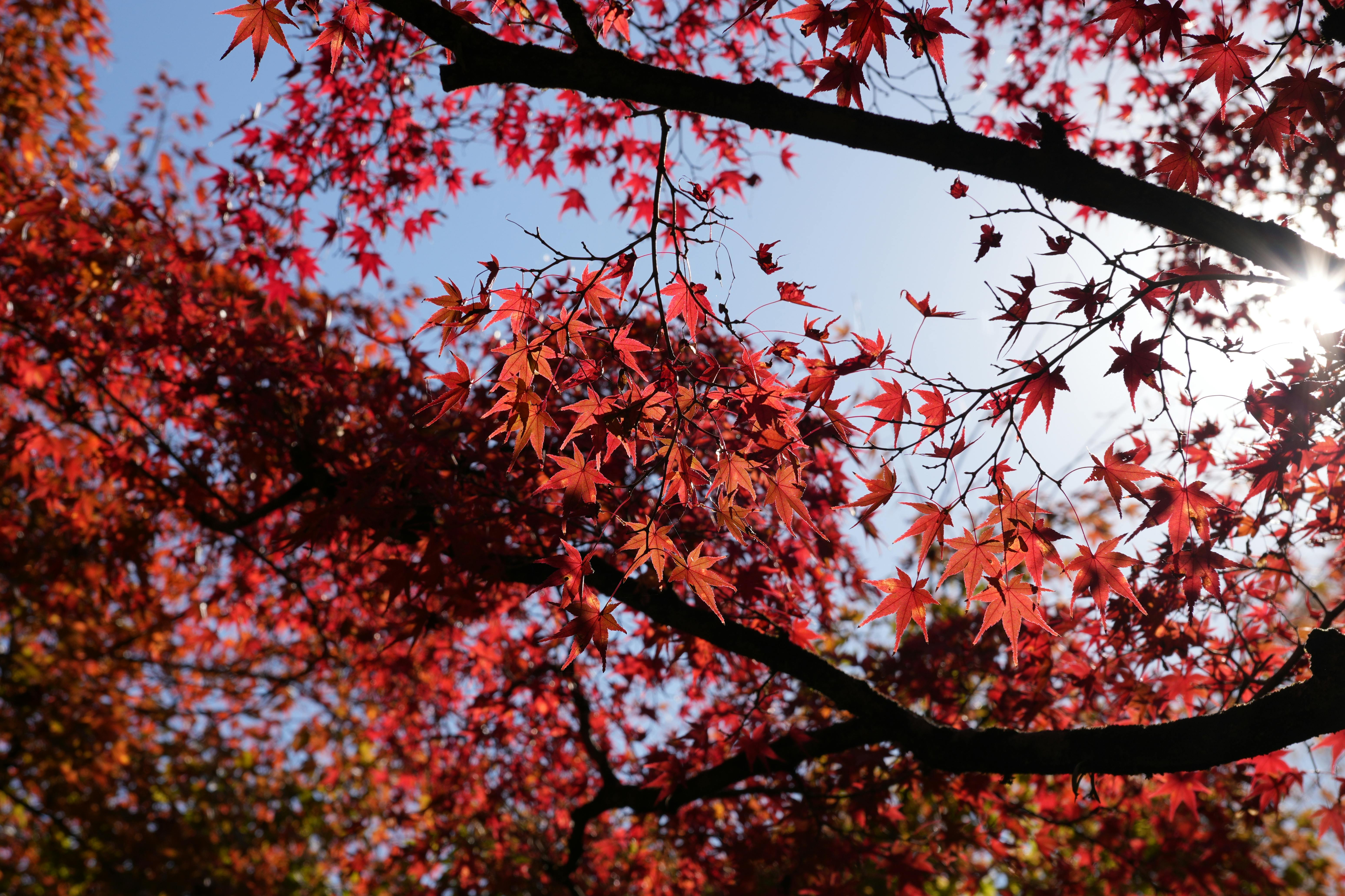 Free stock photo of autumn leaves, beautiful, blue