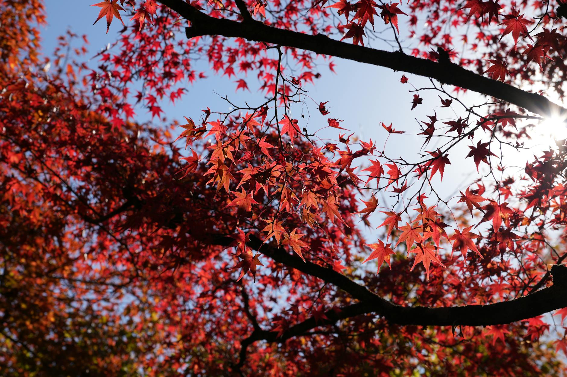 Free stock photo of autumn leaves, beautiful, blue
