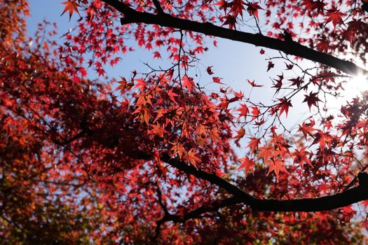 Beautiful autumn scene of red Japanese maple leaves backlit by the sun at Tōfuku-ji, Kyoto.