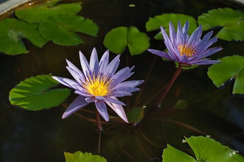 Free Purple lotus flowers blooming in a tranquil pond in Thailand, showcasing natural beauty. Stock Photo