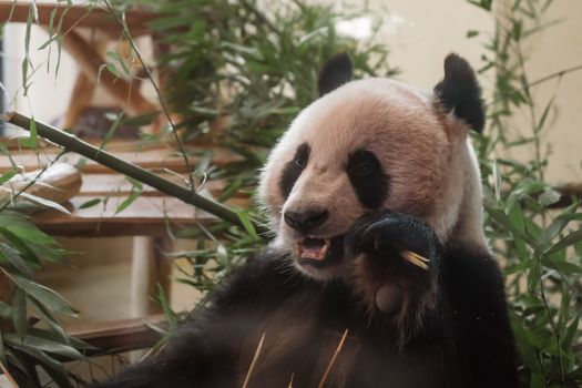 Adorable giant panda munching on bamboo amidst lush greenery. Perfect for wildlife enthusiasts.