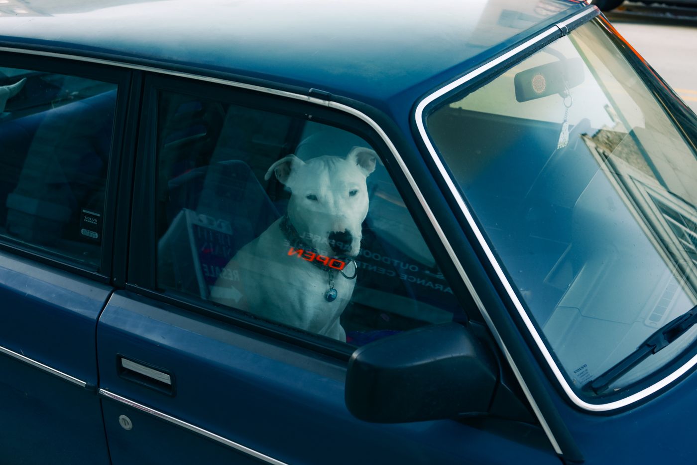 White dog inside a parked blue car looking through the window