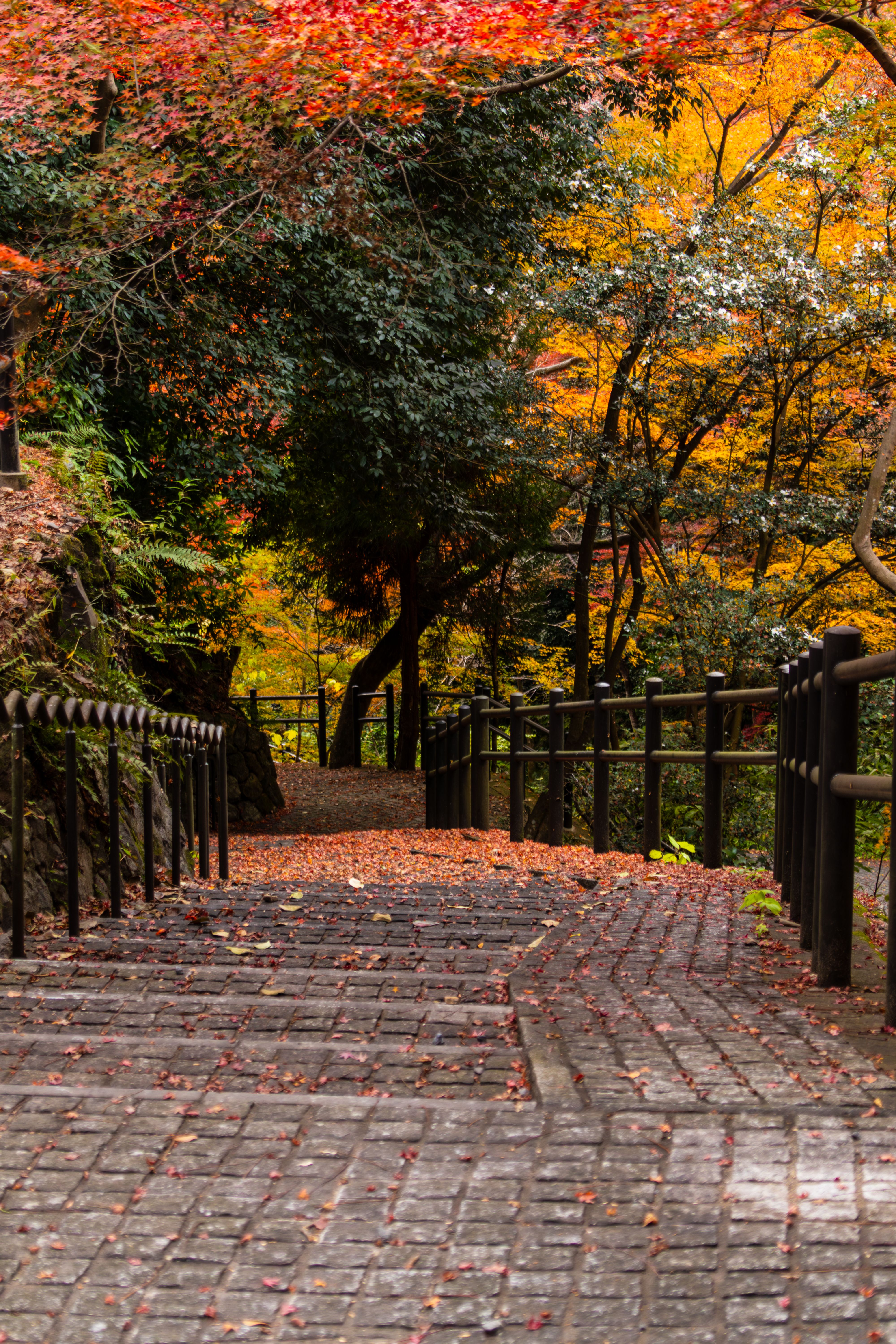 Scenic Autumn Pathway in Kyoto's Vibrant Foliage · Free Stock Photo