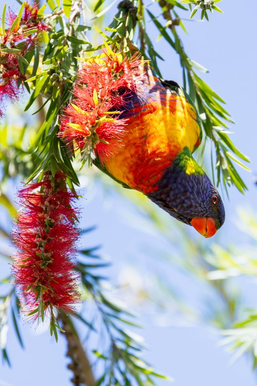 Free Bright Rainbow Lorikeet perched on blooming plant in Campbelltown, NSW, Australia. Stock Photo