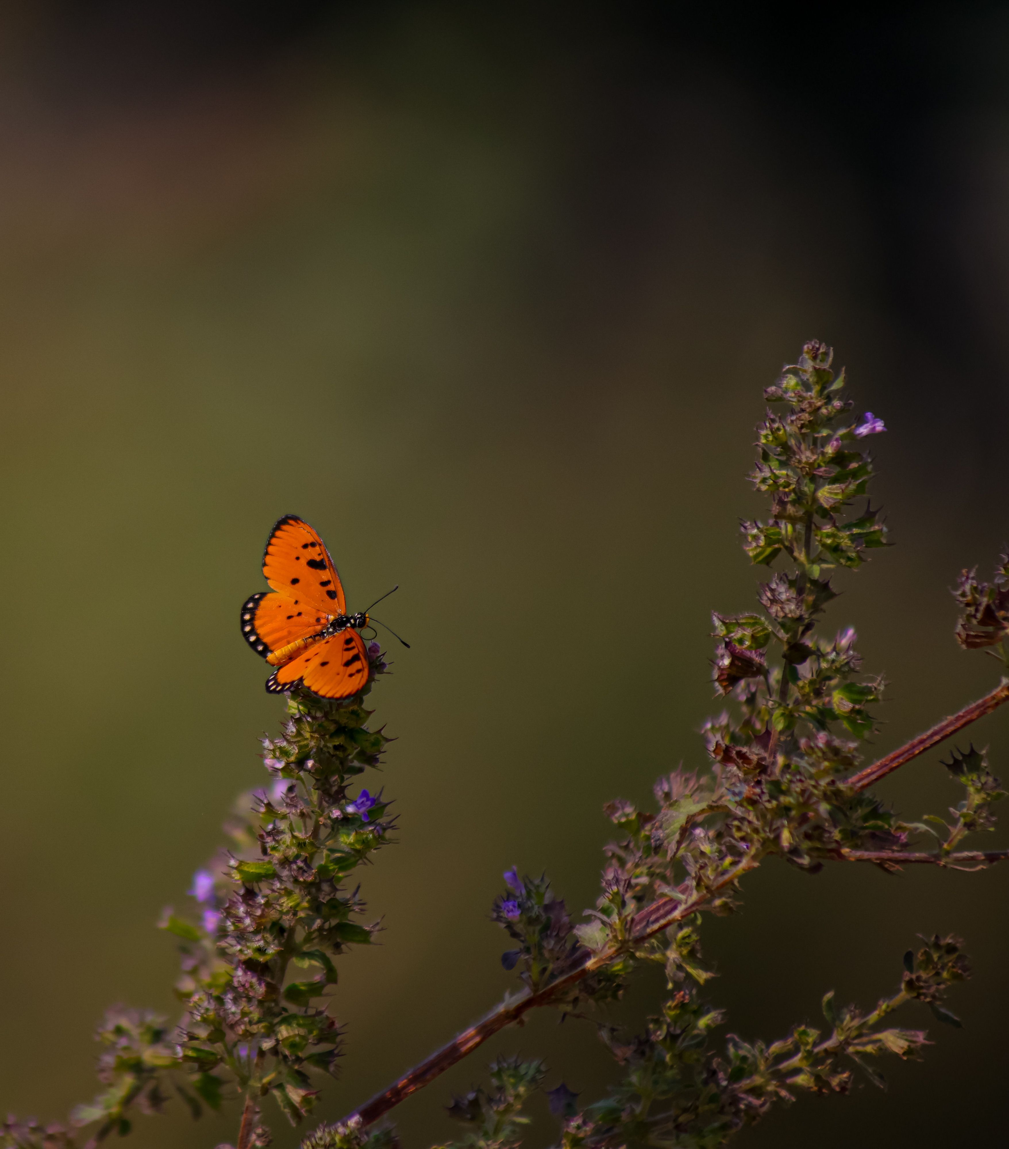 Rare endangered medicinal herbs growing globally in protected natural habitats.