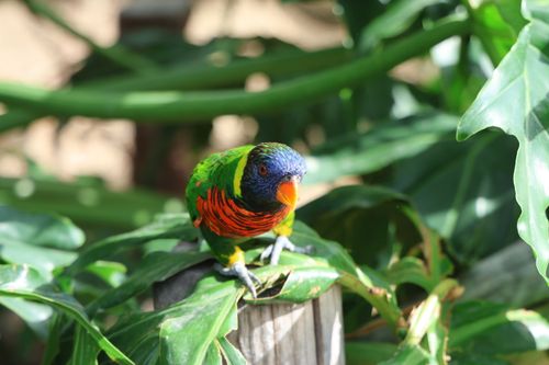 Free Vibrant Rainbow Lorikeet perched in lush greenery, showcasing vivid plumage outdoors. Stock Photo