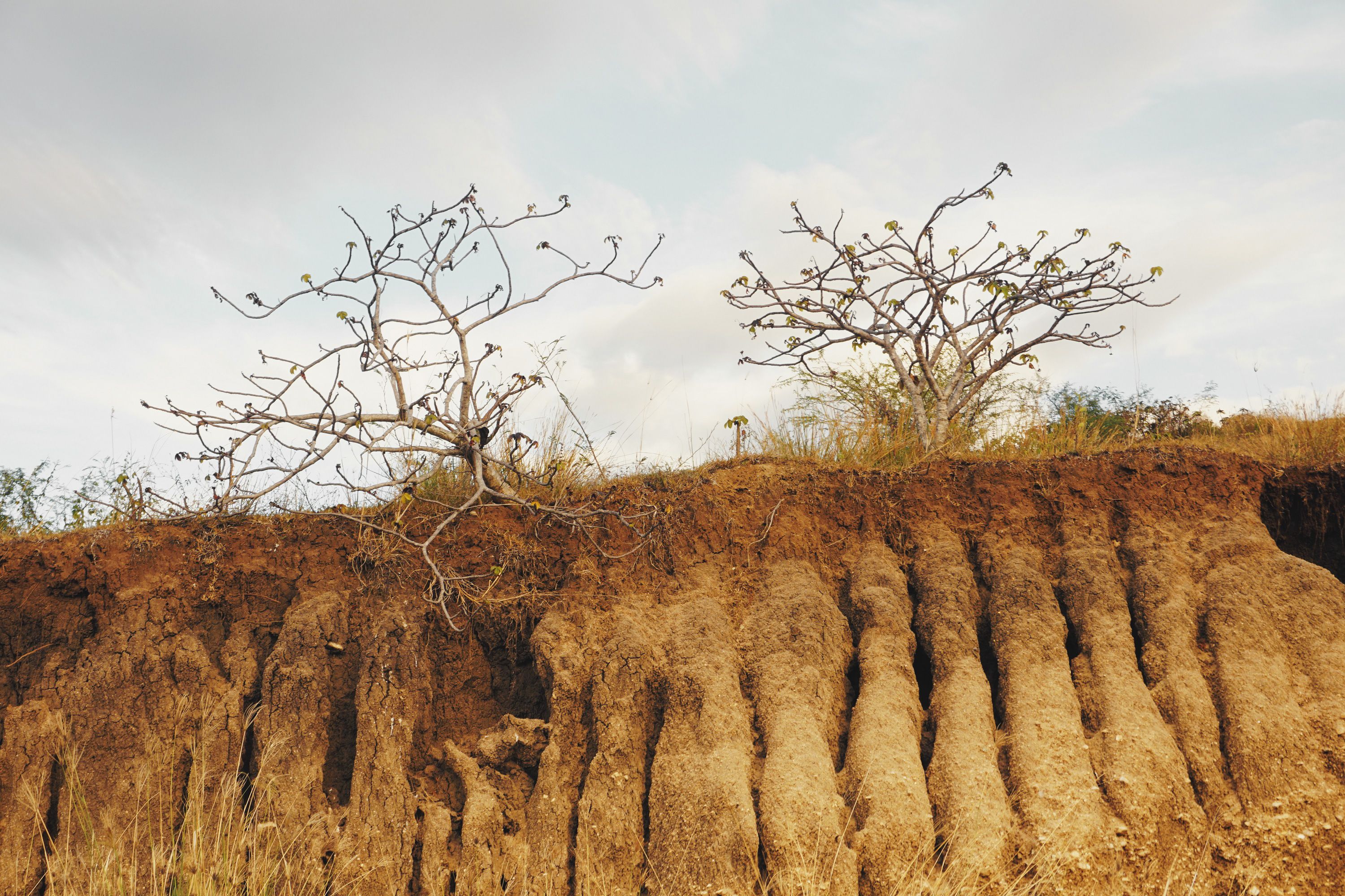 Dramatic scene of erosion with bare trees and barren land, highlighting natural decay.
