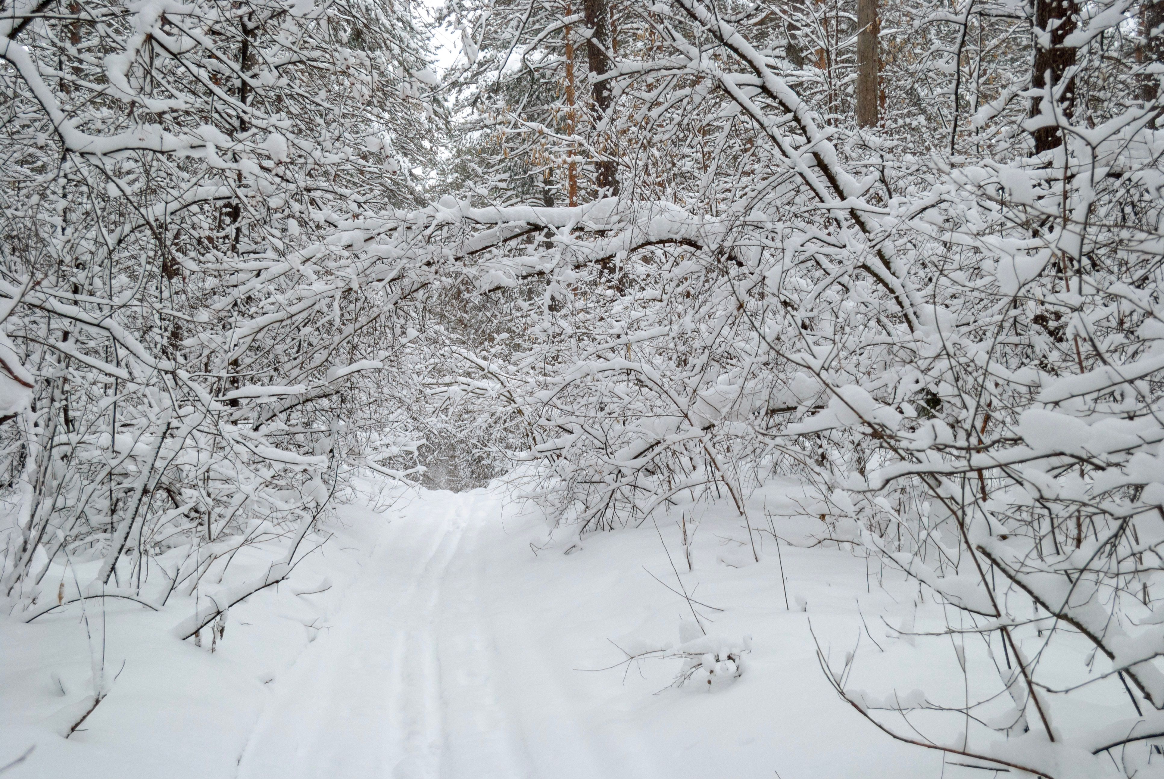 Snow-covered Forest Path in Winter Landscape · Free Stock Photo