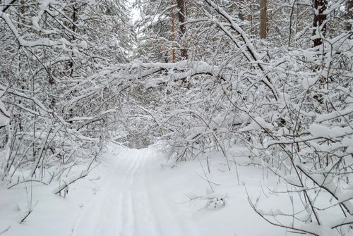 Free Tranquil snow-covered path in a serene winter forest. Stock Photo