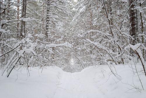 Free A peaceful winter forest path covered in fresh snow, creating a serene and quiet atmosphere. Stock Photo