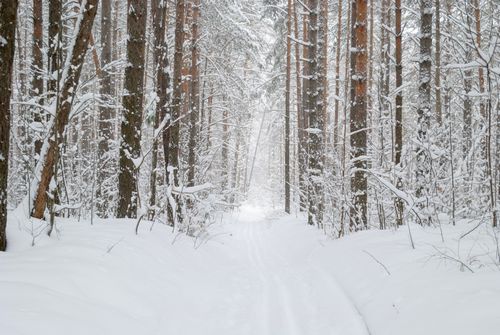 Free Peaceful forest trail covered in fresh snow during winter, evoking tranquility and solitude. Stock Photo