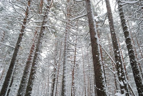Free A peaceful snowy forest with tall trees covered in winter snow. Stock Photo
