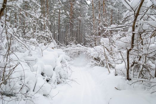 A serene snow-covered path through a dense winter forest, promoting peace and quiet.