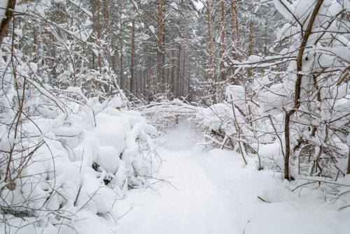 Free A serene snow-covered path through a dense winter forest, promoting peace and quiet. Stock Photo
