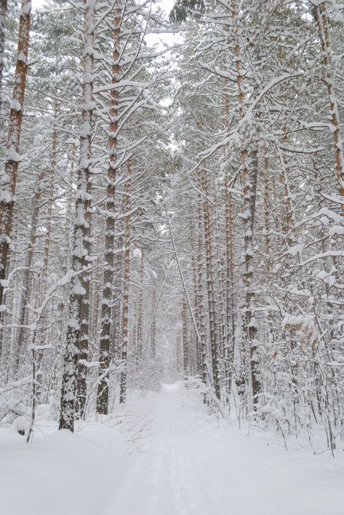 Free Tranquil winter forest scene with snow-laden trees and a peaceful path. Stock Photo