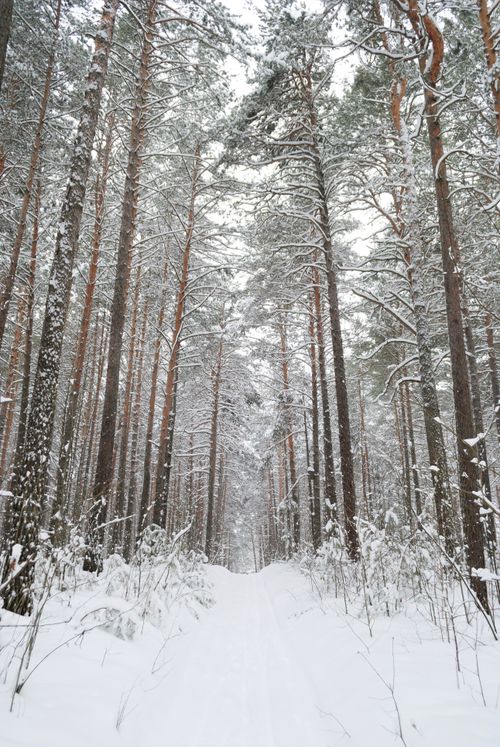 Free A peaceful snowy path leads through a dense forest, evoking tranquility in winter. Stock Photo